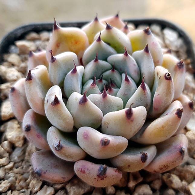 PRESALE Echeveria Canape, (Random)