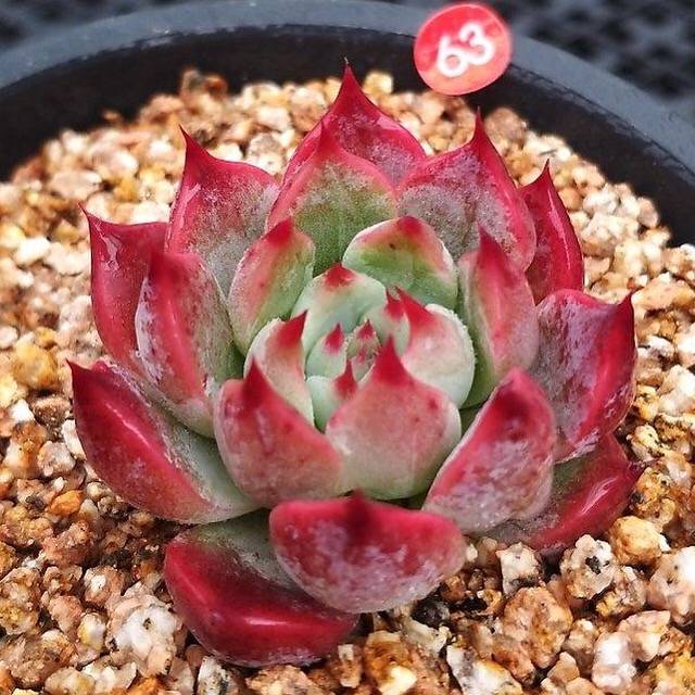 Echeveria Pavli, (Not so Random)