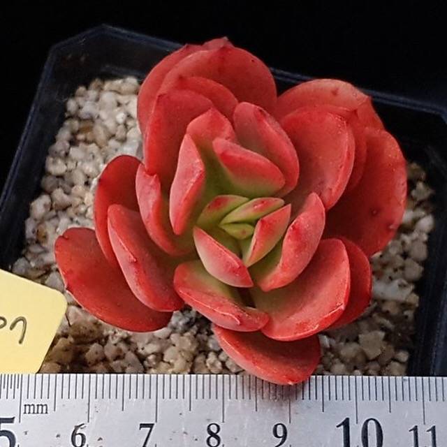 PRESALE Echeveria Jyulia, (Random)