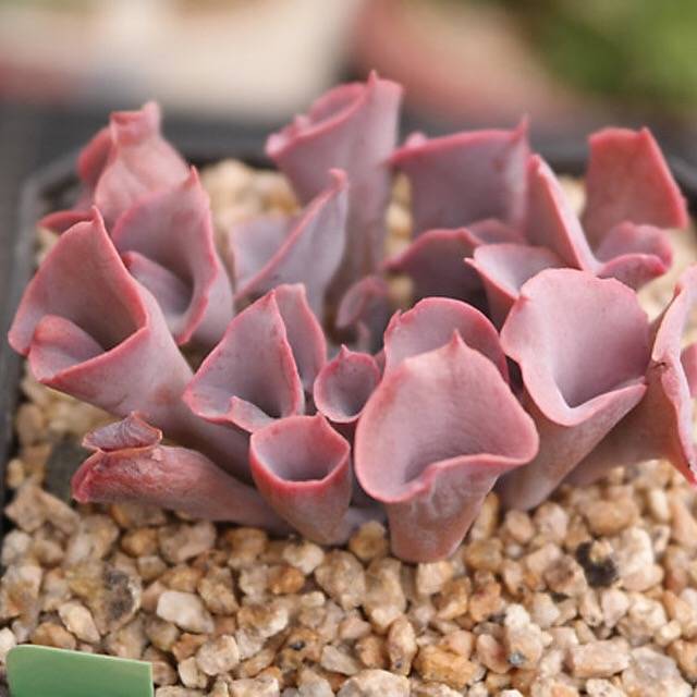 FLASH SALE- PRESALE Echeveria Trumpet Pinky, (Random)