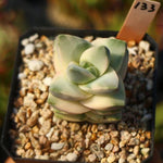 PRESALE Crassula Moonglow, Variegata, (Random)