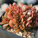 PRESALE Echeveria Ghidoric Iron, (Random)