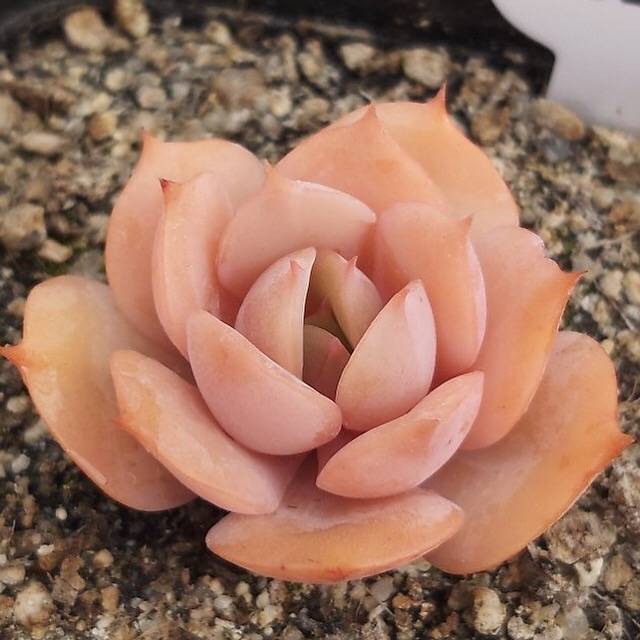 PRESALE Echeveria White Snow, (Random)