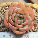 PRESALE Echeveria Morning Dew, (Not so Random)