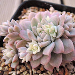 PRESALE Echeveria Prolifica, Variegata, (Random)