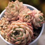 PRESALE Echeveria Charles Rose, Cluster