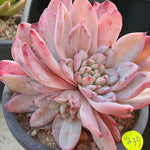 Echeveria Shine Bright, (Not so Random)