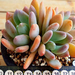 PRESALE Echeveria Raleigh, (Random)