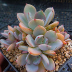 PRESALE Echeveria Decairn, (Not So Random)