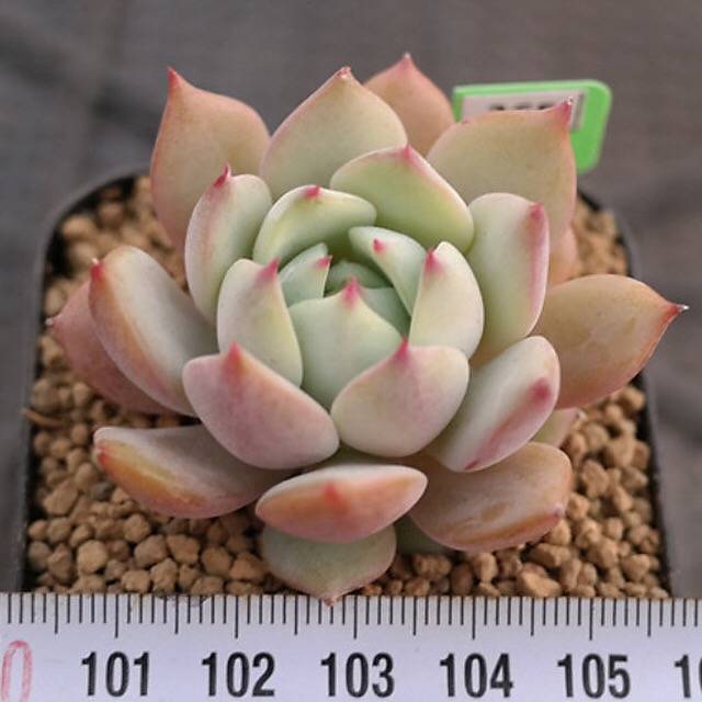 BLACK FRIDAY SNEAK, Echeveria Baldi, (Random)