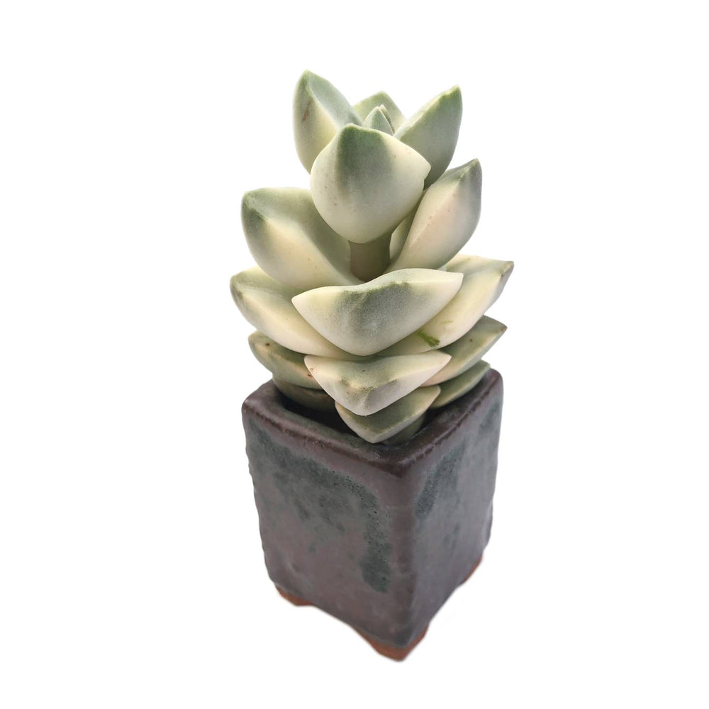 Sale! Crassula Moonglow, Variegata