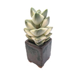 Sale! Crassula Moonglow, Variegata