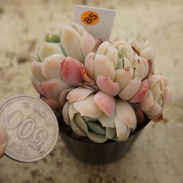 MOTHER'S DAY WEEKEND FLASH SALE! PRESALE Echeveria Elegans, Mini Clusters, (Random)