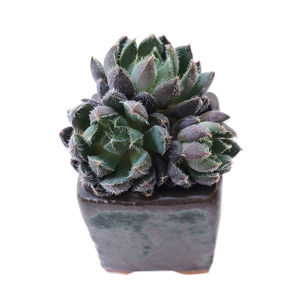 Sale! Echeveria Scorpio