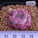 PRESALE Echeveria 'Lovely Bear,' (Random)