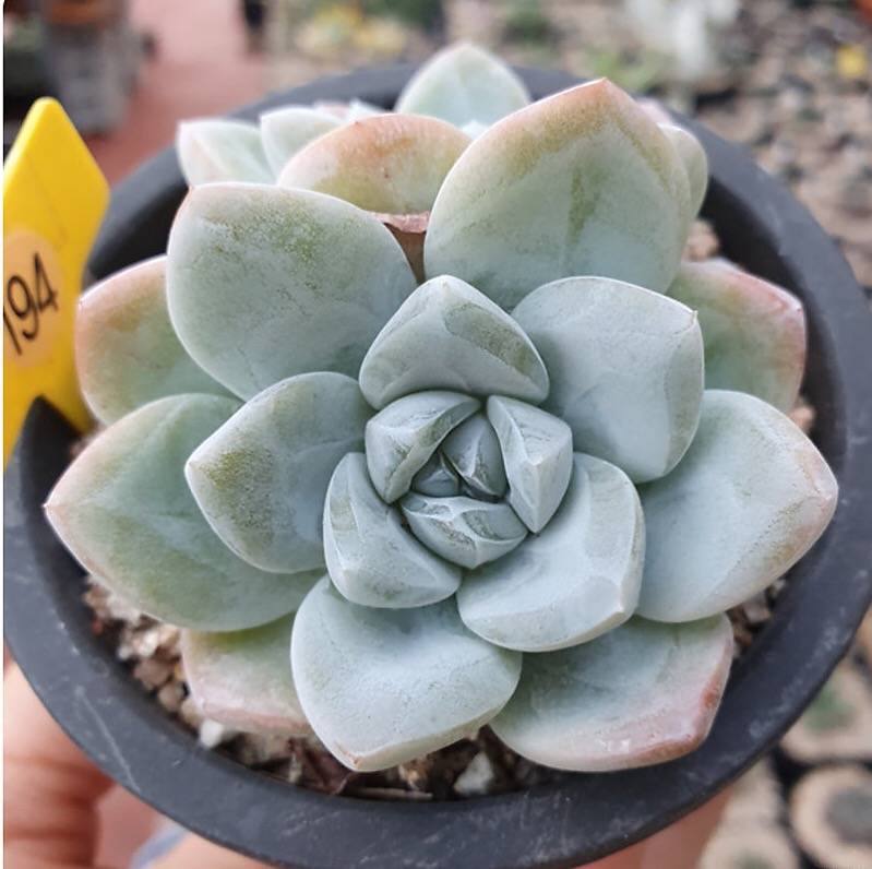 Echeveria Ice Green, Double, (Not so Random)