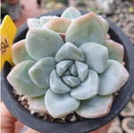 Echeveria Ice Green, Double, (Not so Random)