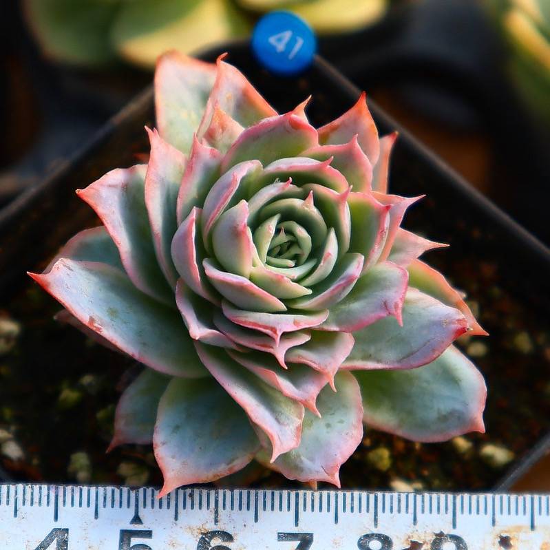 Graptoveria Rose Queen