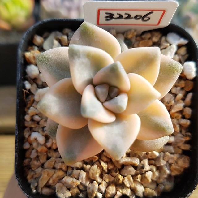 LUNCH BREAK FLASH SALE! PRESALE Graptoveria Titubans