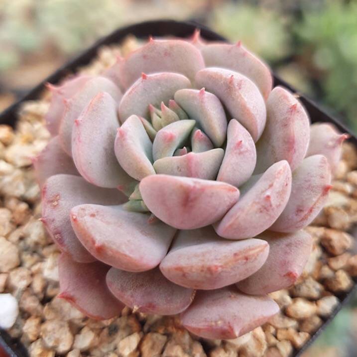 SPECIAL! JUST CART!! PRESALE Echeveria Clara, (Not so Random)