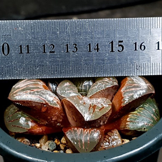 Haworthia 'Silver Mutica' Hybrid