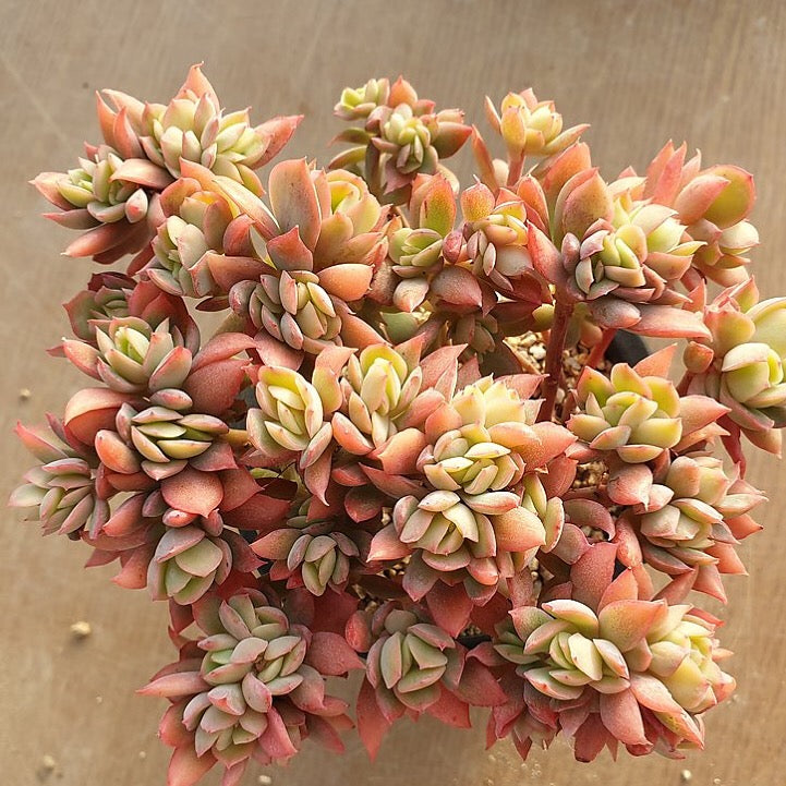 Echeveria Luella, Crested and Non-Crested Branchy Clusters, (Random)