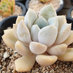 PRESALE Echeveria Tiny Bella, (Random)