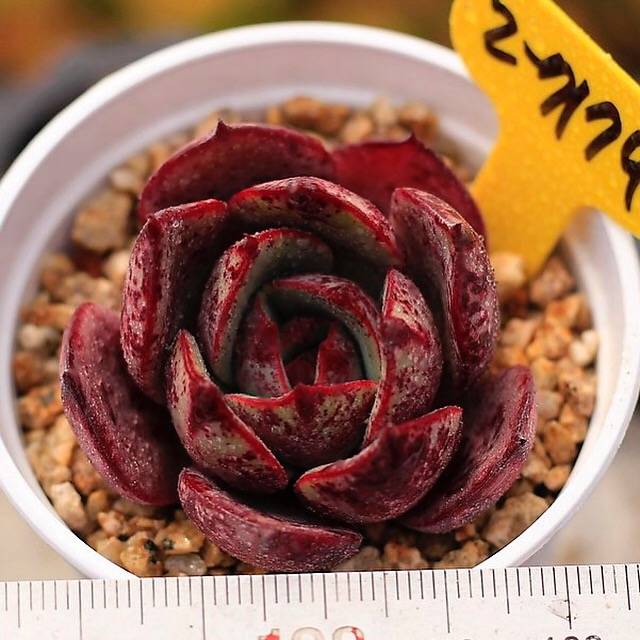 PRESALE Echeveria Firensis Sp.