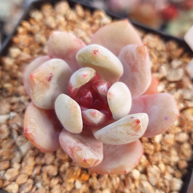 PRESALE Echeveria Trumso, (Not so Random)