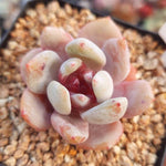 PRESALE Echeveria Trumso, (Not so Random)