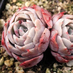 PRESALE Echeveria Gold Light