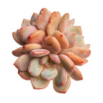 Echeveria Ariel