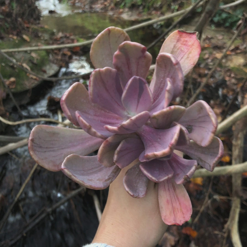 jocelyn's joy succulent Pachyveria Jocelyn's Joy, (Video)