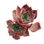 Echeveria Longissima, Double