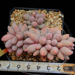 PRESALE Pachyphytum Machucae, (Random)