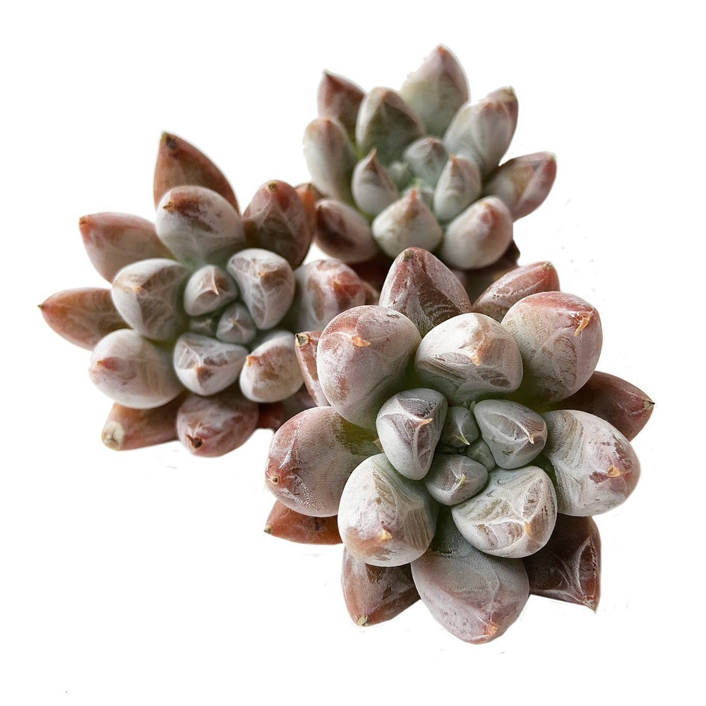 Echeveria Tolimanensis, (Random)