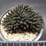 PRESALE Sinocrassula Yunnanensis, (Random)