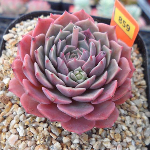 PRESALE Echeveria Tuxpan, (Random)