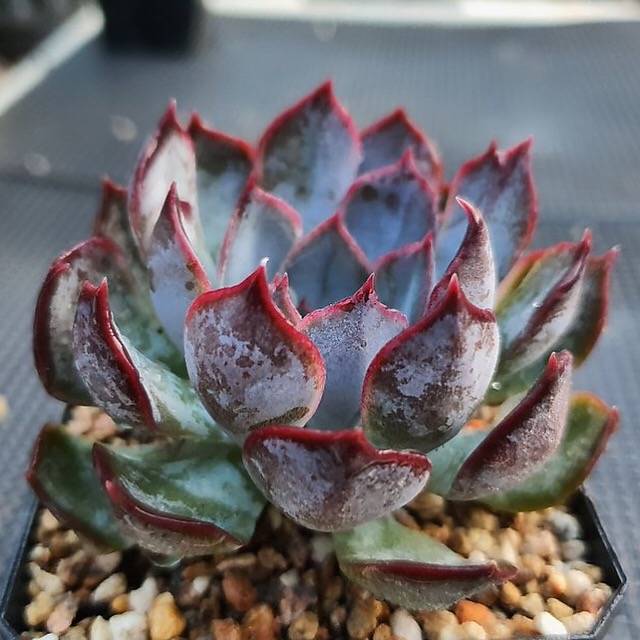 dark ice succulent RESERVED) Echeveria Dark Ice – Cedar Creek Farmhouse