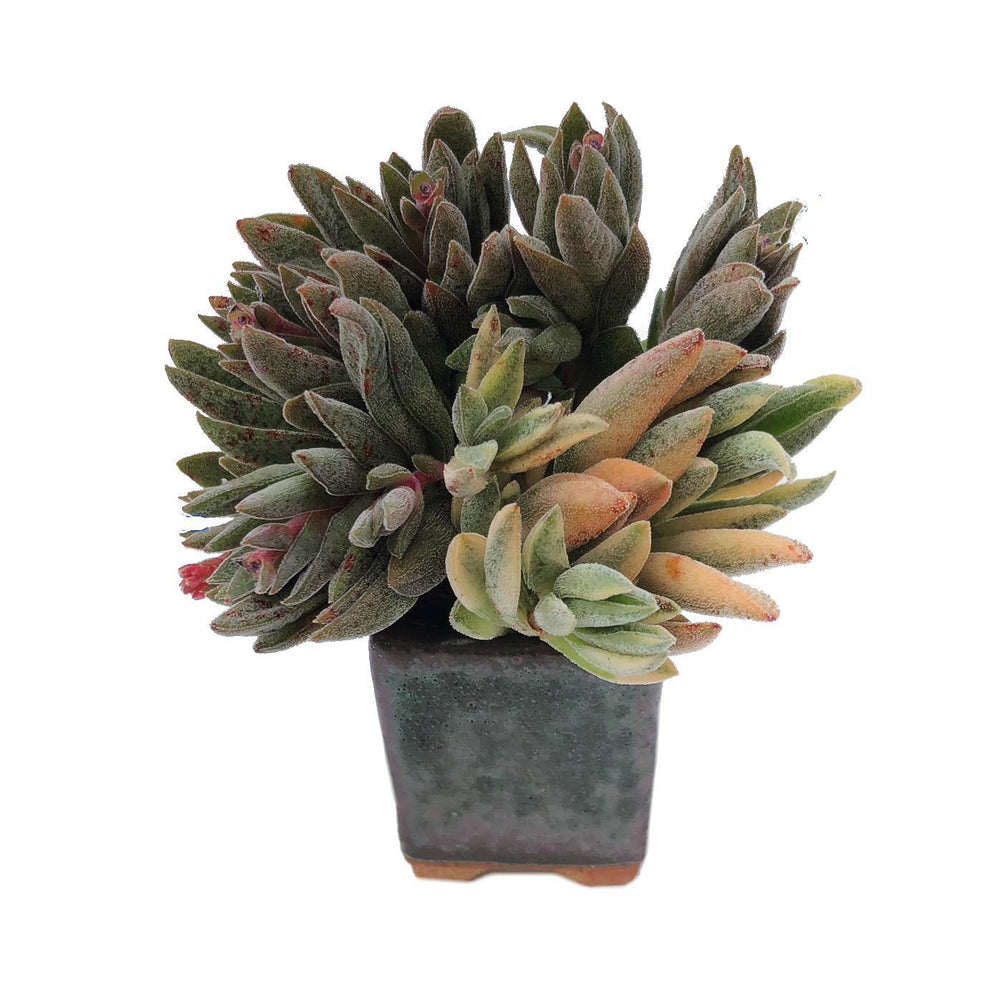 Crassula Justi Corderoyi, Variegata