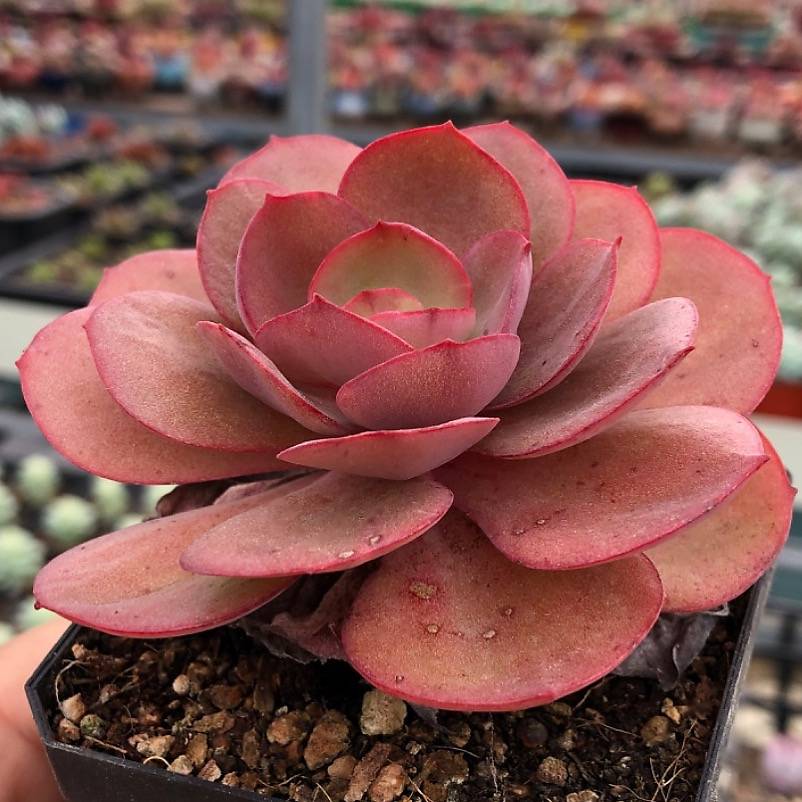 Echeveria Suyon, (Video)