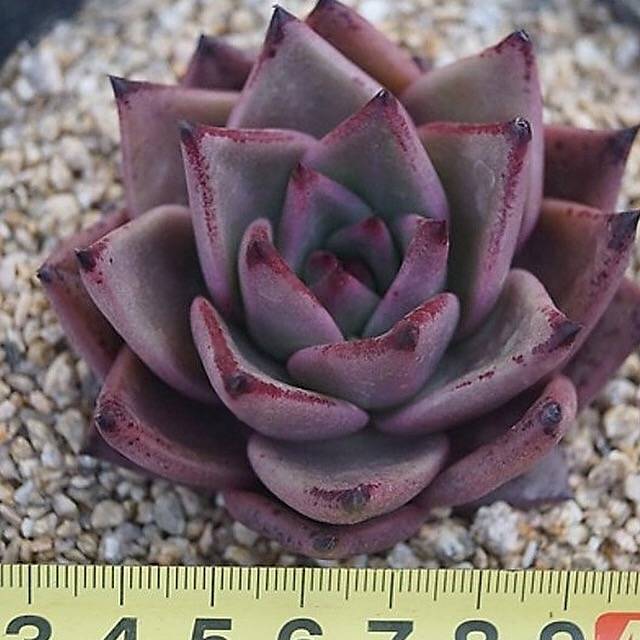 PRESALE Echeveria Agavoides 'Eggplant,' (Random)