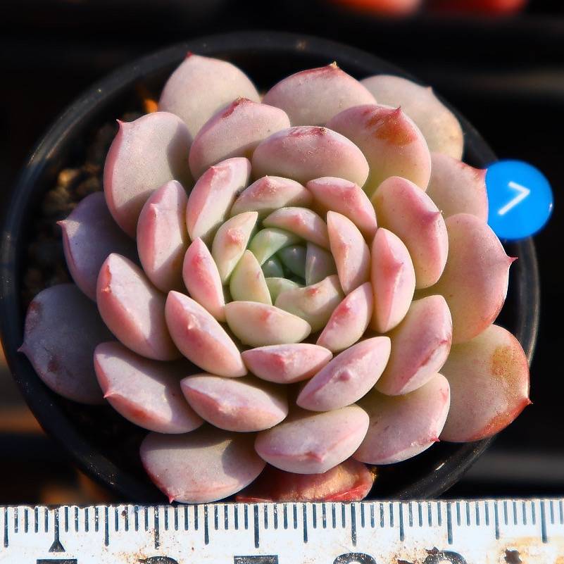 Echeveria Amazing Grace