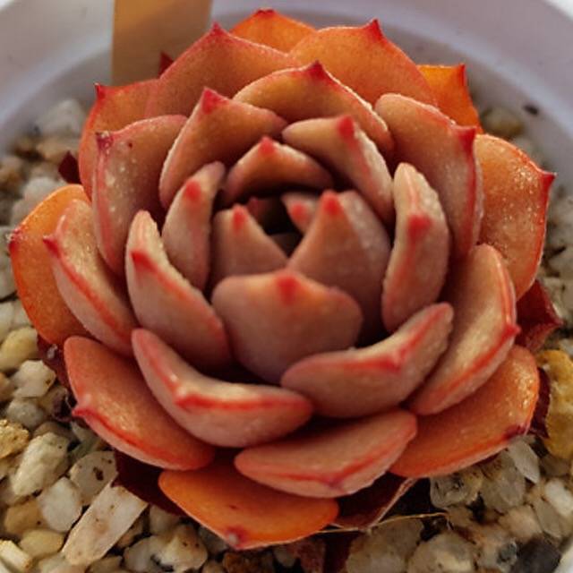 PRESALE Echeveria Phil Morning, (Random)