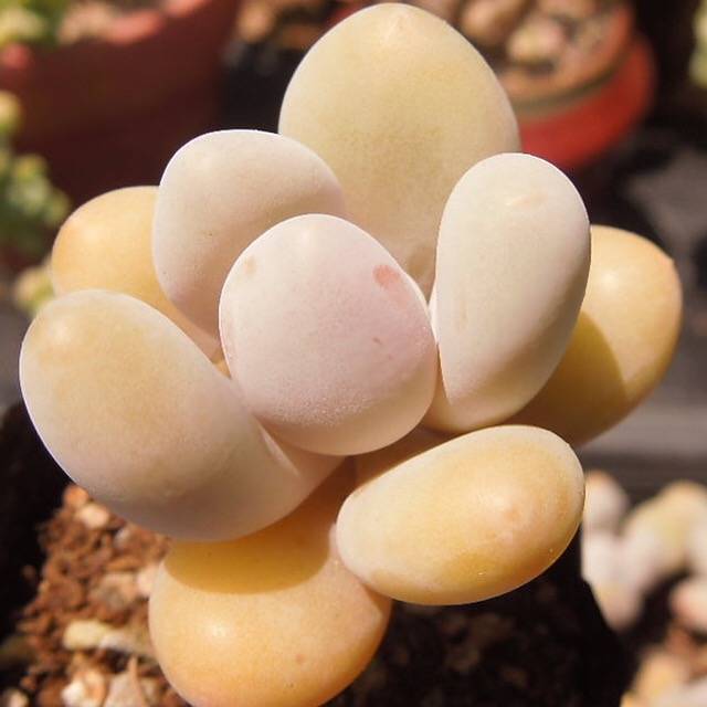 PRESALE Pachyphytum Beauty, (Random)