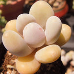 PRESALE Pachyphytum Beauty, (Random)