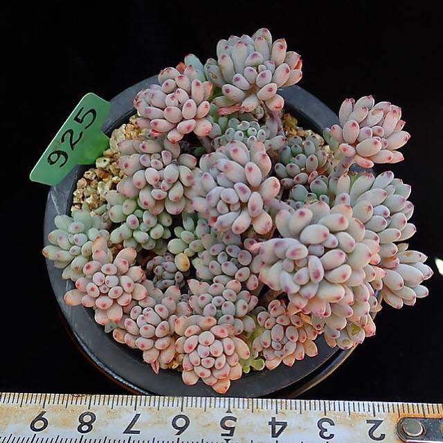 PRESALE Graptopetalum Blue Beans, (Random)