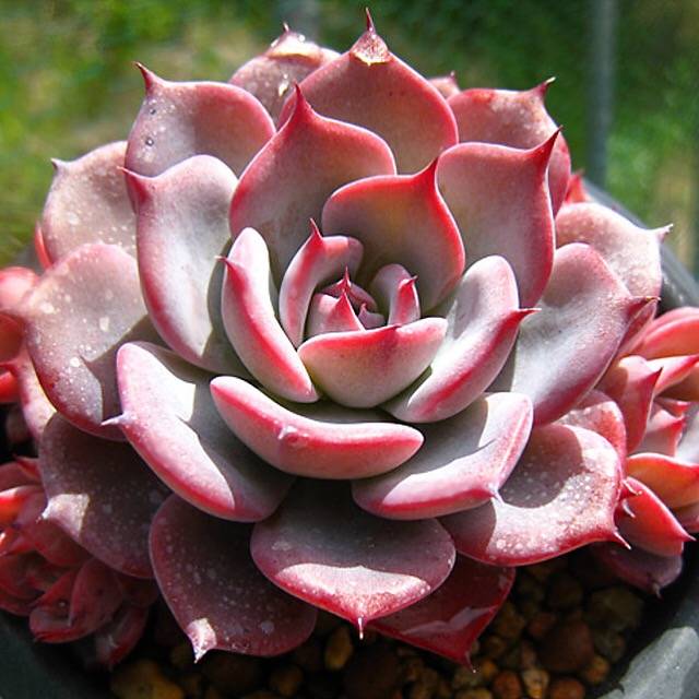 PRESALE Echeveria Laulensis, (Random)