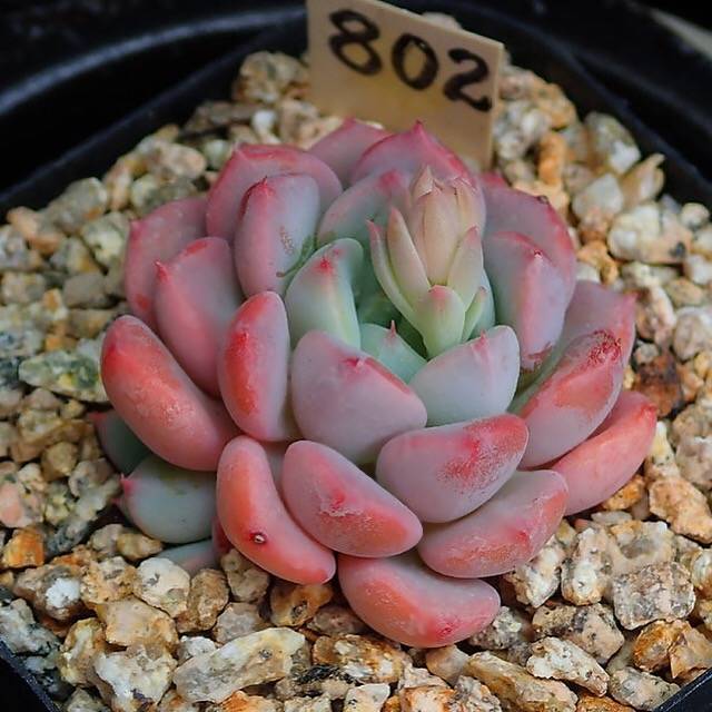 PRESALE Echeveria Lemacho, (Random)