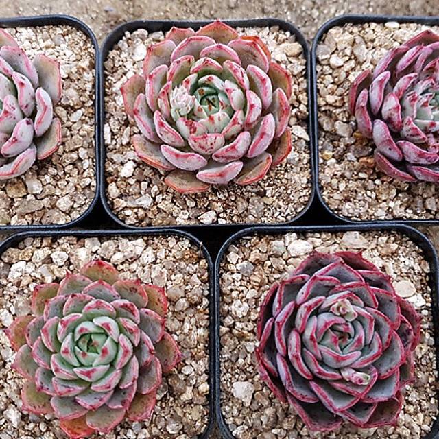 PRESALE Echeveria Sp., (Random)